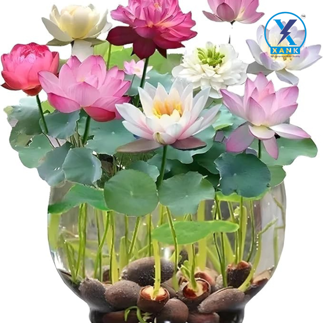 Xank™ Premium Bonsai Lotus Flower Seeds (40 Seeds)